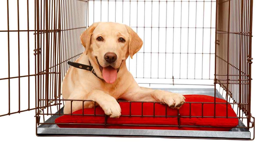 what size car crate for labrador