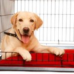Best Dog Crates for Labs .What size crate should I get for a Labrador?
