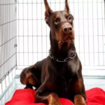 Best dog crates for Dobermans