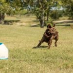 Best Tennis Ball Machines For Dogs.What is the Best Dog Ball Launcher?