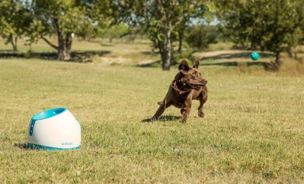 Best Tennis Ball Machines For Dogs.What is the Best Dog Ball Launcher?