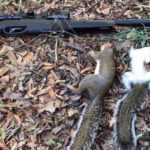Best Gamo Air Rifles for Small Game