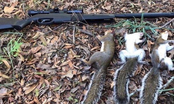 Best Gamo Air Rifles for Small Game