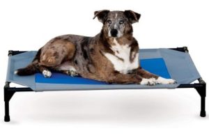 Best Outdoor Dog Beds