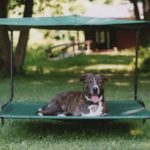 Best Outdoor Dog Beds