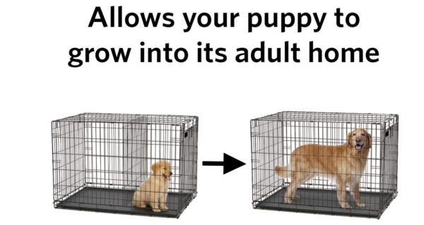 What is the Purpose of a Divider in a Dog Crate?