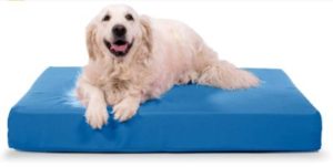 Best Indestructible Dog Beds