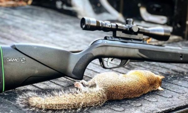 Best Hunting Air Rifles (Big Game and Small Game)