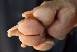hyperkeratosis dog paws treatment