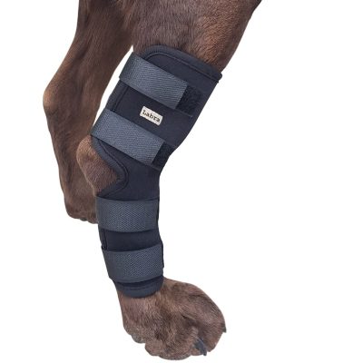 6 Best Dog Knee Braces For ACL and Knee Injuries » The Market Front
