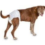 Best Dog Diapers