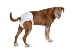 10 Best Dog Diapers.Male/Female,for Poop,Yorkies,Heat