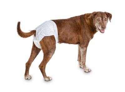 Best Dog Diapers