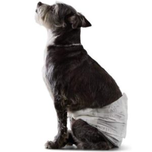 Best Dog Diapers