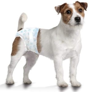 Best Dog Diapers