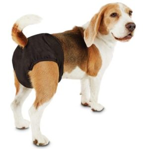 Best Dog Diapers