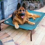 Best Dog Cooling Beds