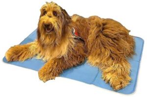 Best Dog Cooling Beds