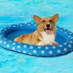 Best Dog Pool Floats