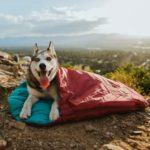 Best Dog Sleeping Bags