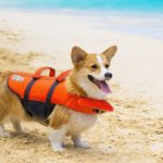 Best Life Jackets for Dogs