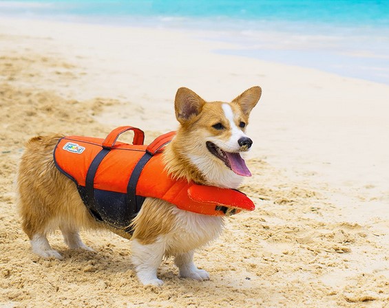Best Life Jackets for Dogs