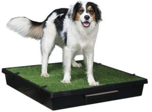 Best Indoor Dog Potties