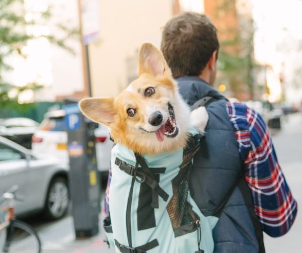 Best Dog Backpack Carriers