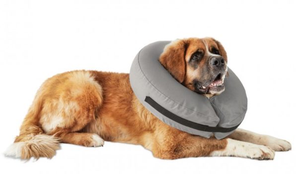 Best Dog Cone Alternatives