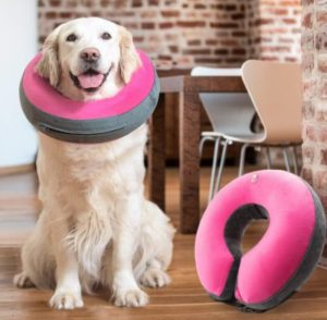 Best Dog Cone Alternatives