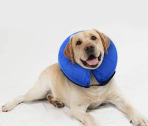 Best Dog Cone Alternatives