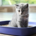 Best Flushable Cat Litters