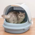 Best Self-Cleaning Litter Boxes