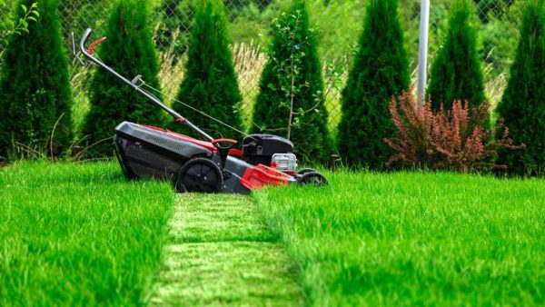 Best Lawn Mowers to Buy Comprehensive Review