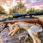 Best Air Rifles for Rabbit Hunting