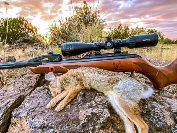 Best Air Rifles for Rabbit Hunting