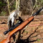 Best Air Rifles for Squirrel Hunting