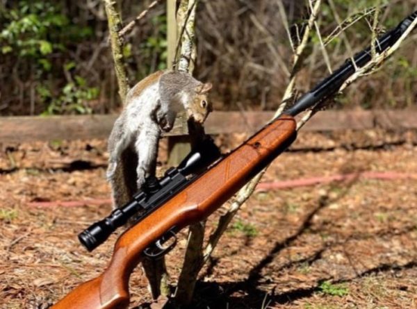 Best Air Rifles for Squirrel Hunting
