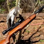 Best Air Rifles for Small Game